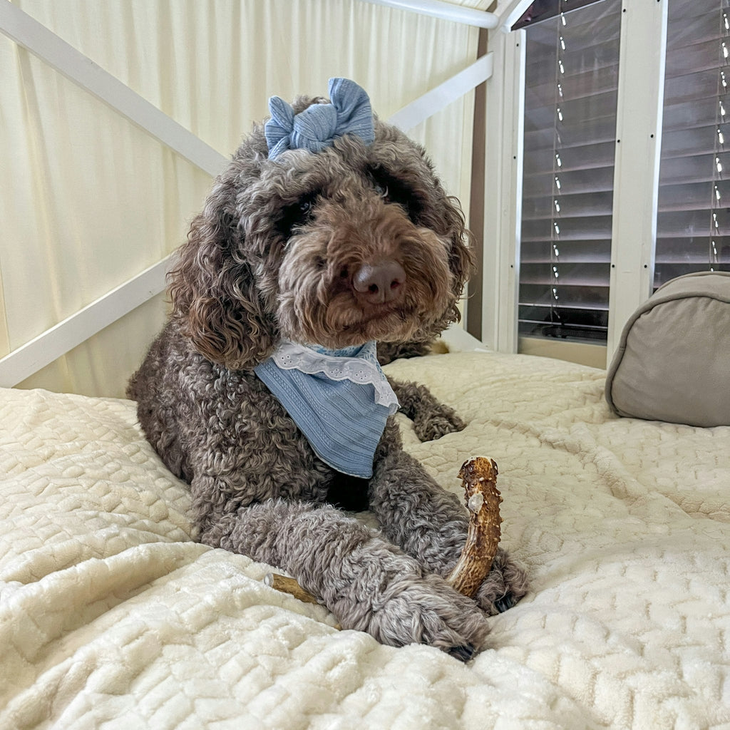 DEER ANTLER DOG CHEWS | ORGANIC CHEW FOR LARGE DOGS