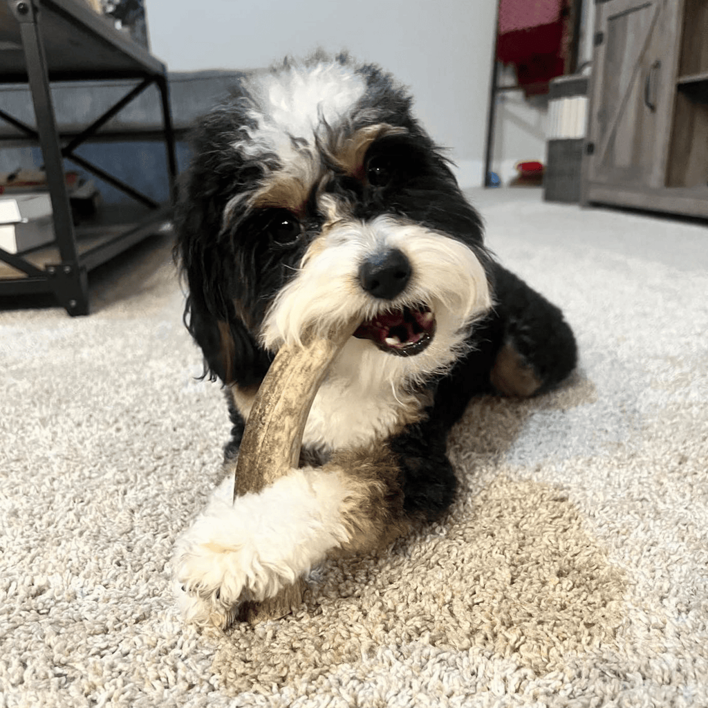 ELK ANTLERS FOR DOGS | WHOLE AND SPLIT ELK ANTLER CHEWS