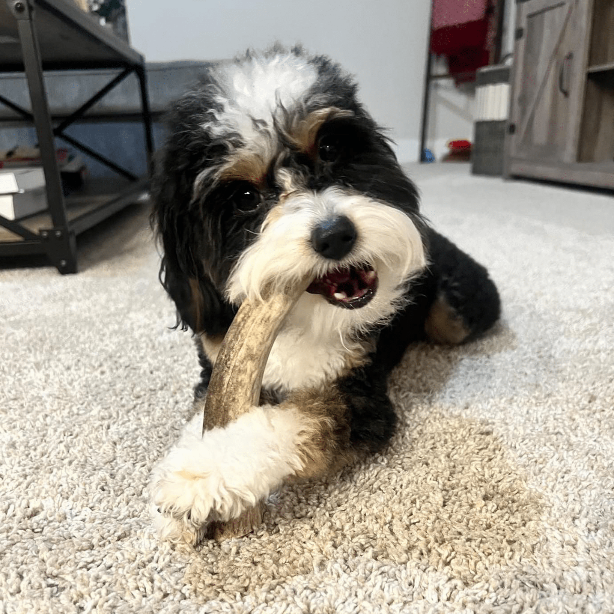 ELK ANTLERS FOR DOGS | WHOLE AND SPLIT ELK ANTLER CHEWS