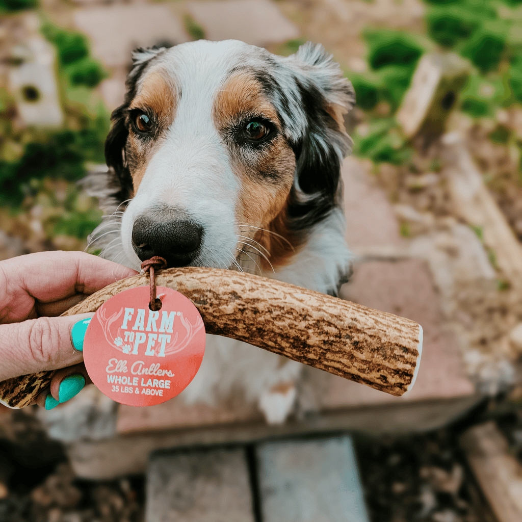 ELK ANTLERS FOR DOGS | WHOLE AND SPLIT ELK ANTLER CHEWS