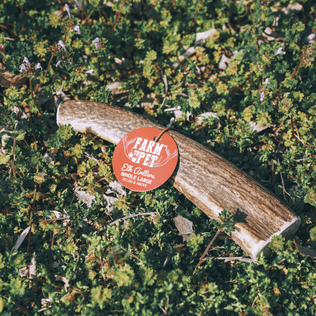 ELK ANTLERS FOR DOGS | WHOLE AND SPLIT ELK ANTLER CHEWS