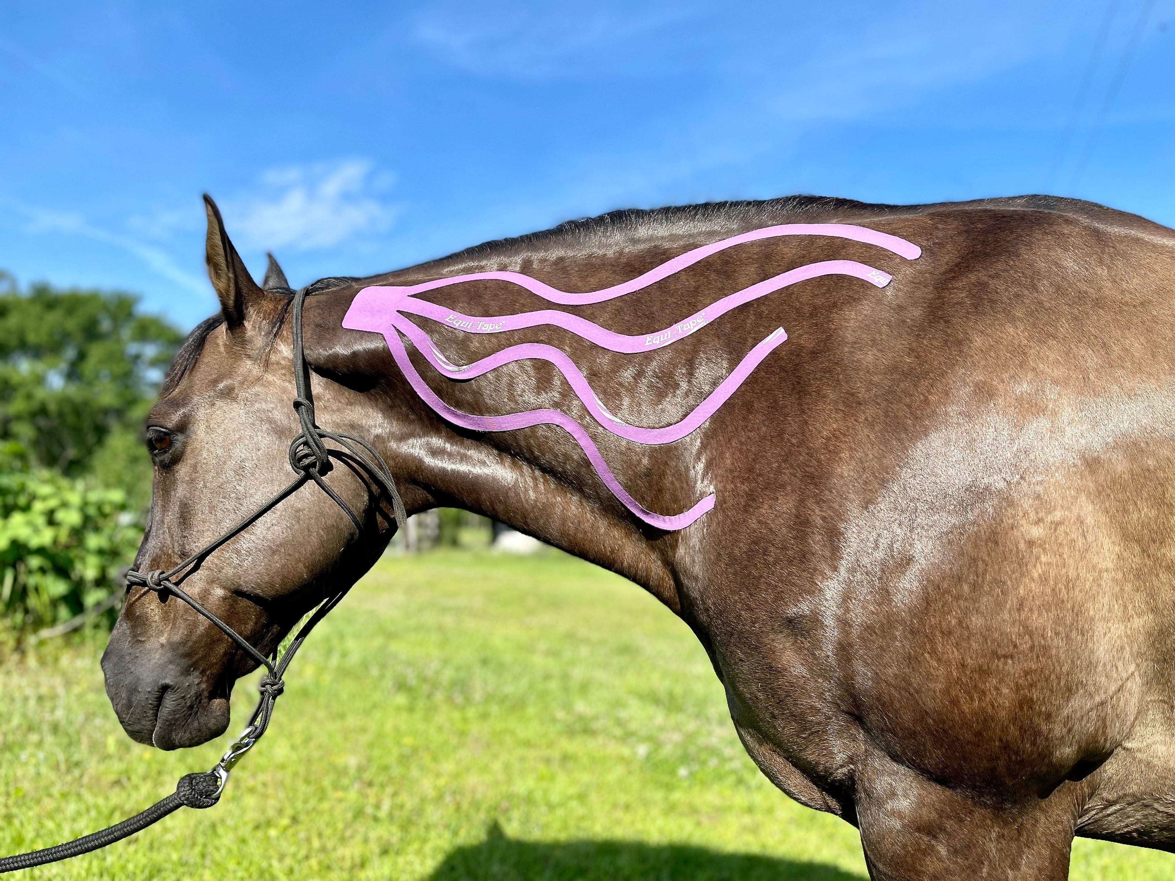Equi-Tape® Advanced Education Package