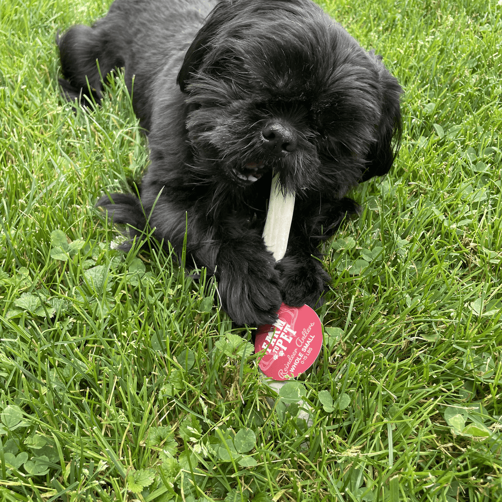 REINDEER ANTLERS FOR DOGS | ANTLER DOG CHEWS FOR AGGRESSIVE CHEWERS