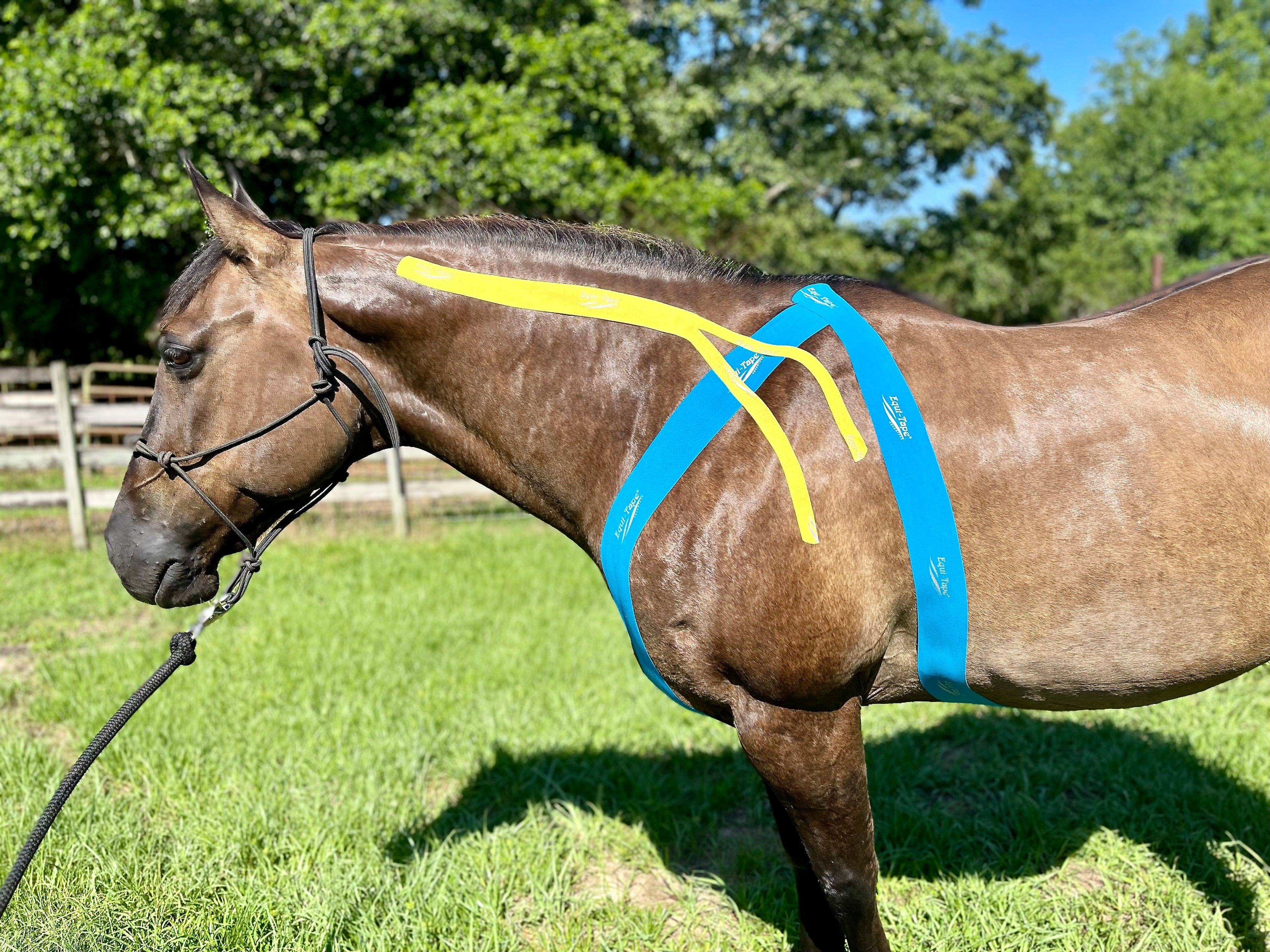 Equi-Tape® Advanced Education Package