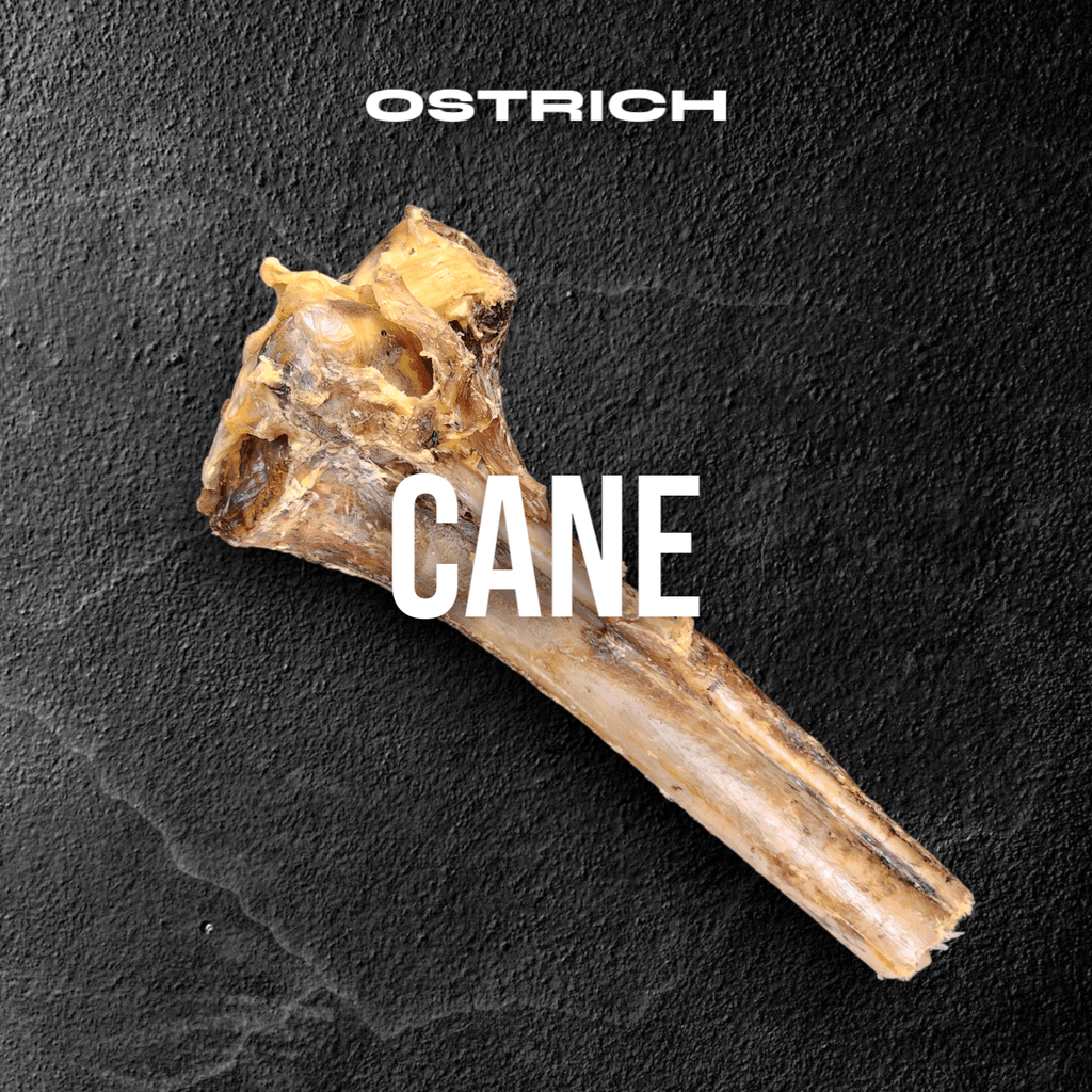 Large Ostrich Cane (11.5" x 5"): The Ultimate Long-Lasting Chew for Medium, Large & XL Dogs
