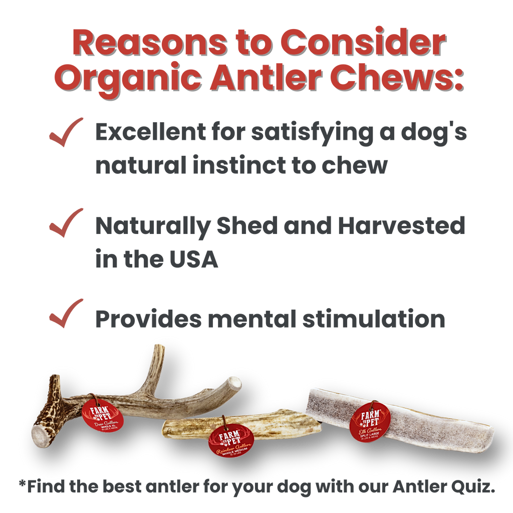 REINDEER ANTLERS FOR DOGS | ANTLER DOG CHEWS FOR AGGRESSIVE CHEWERS