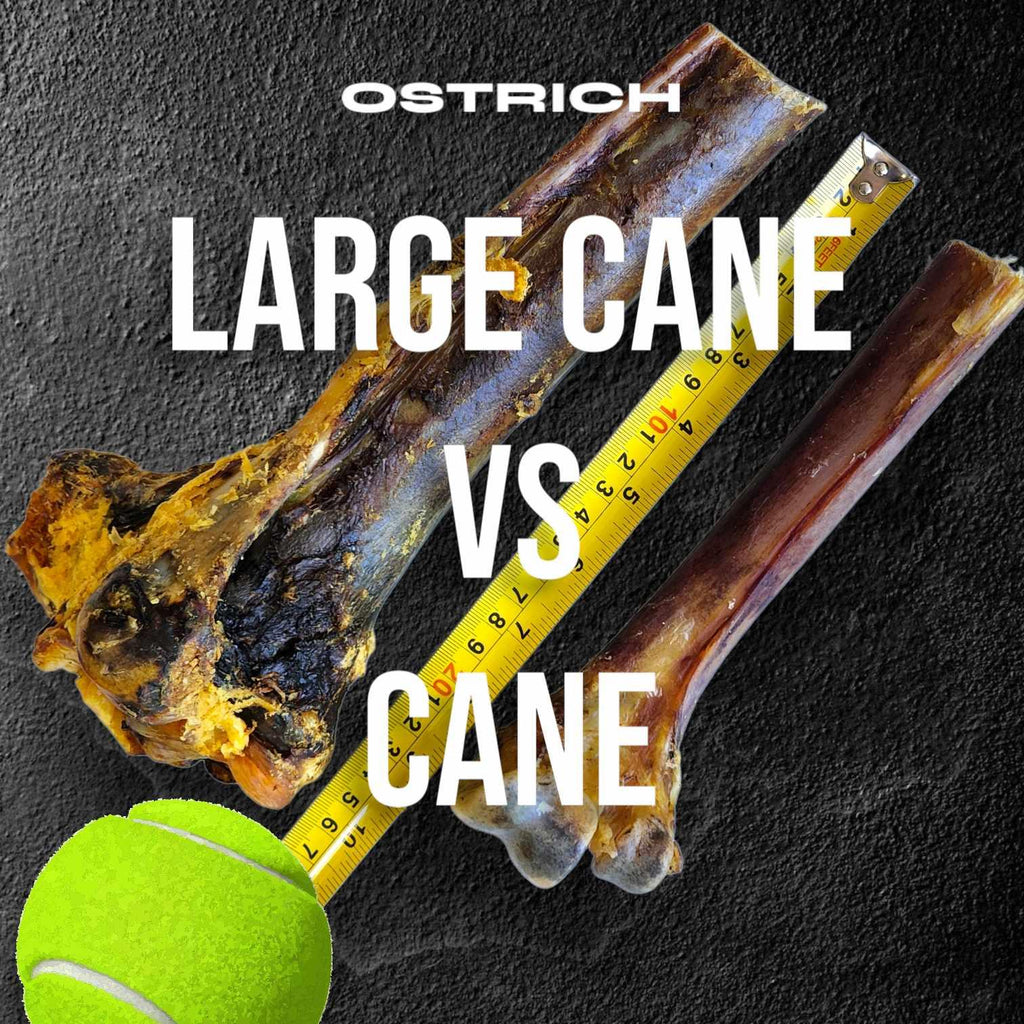 Medium Ostrich Cane (10" x 3"): The Long-Lasting, Flavor-Packed Chew for Medium & Large Dogs