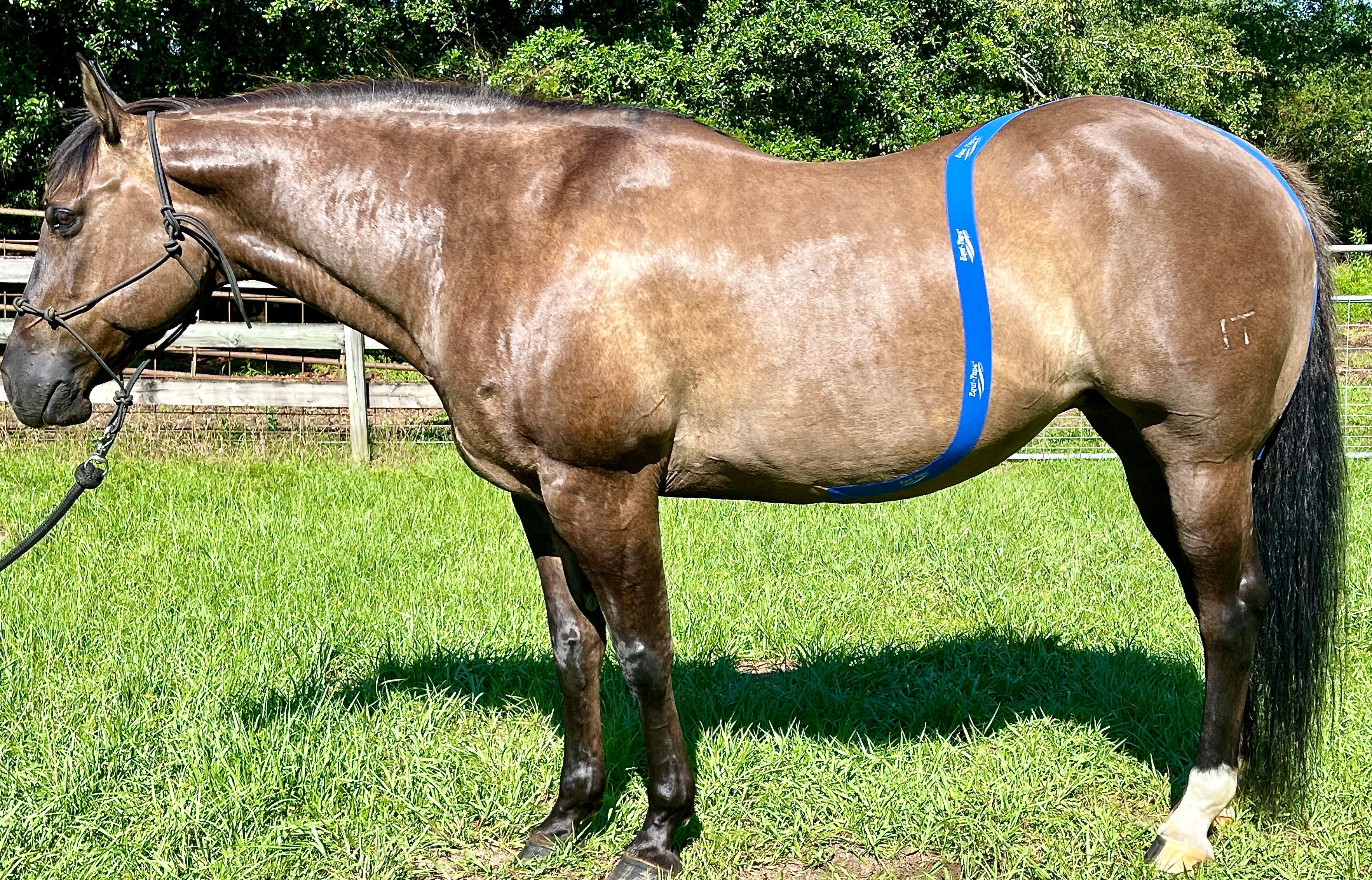 Equi-Tape® Fundamentals Course & Module Bundle