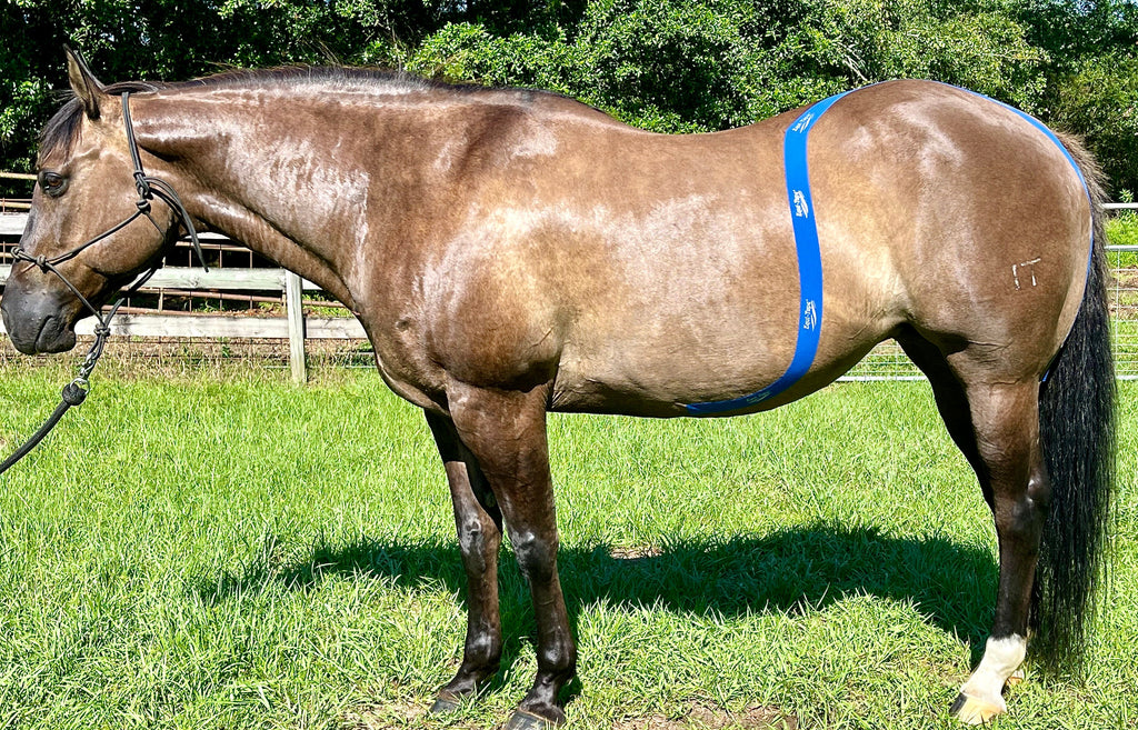 Equi-Tape® Advanced Education Package