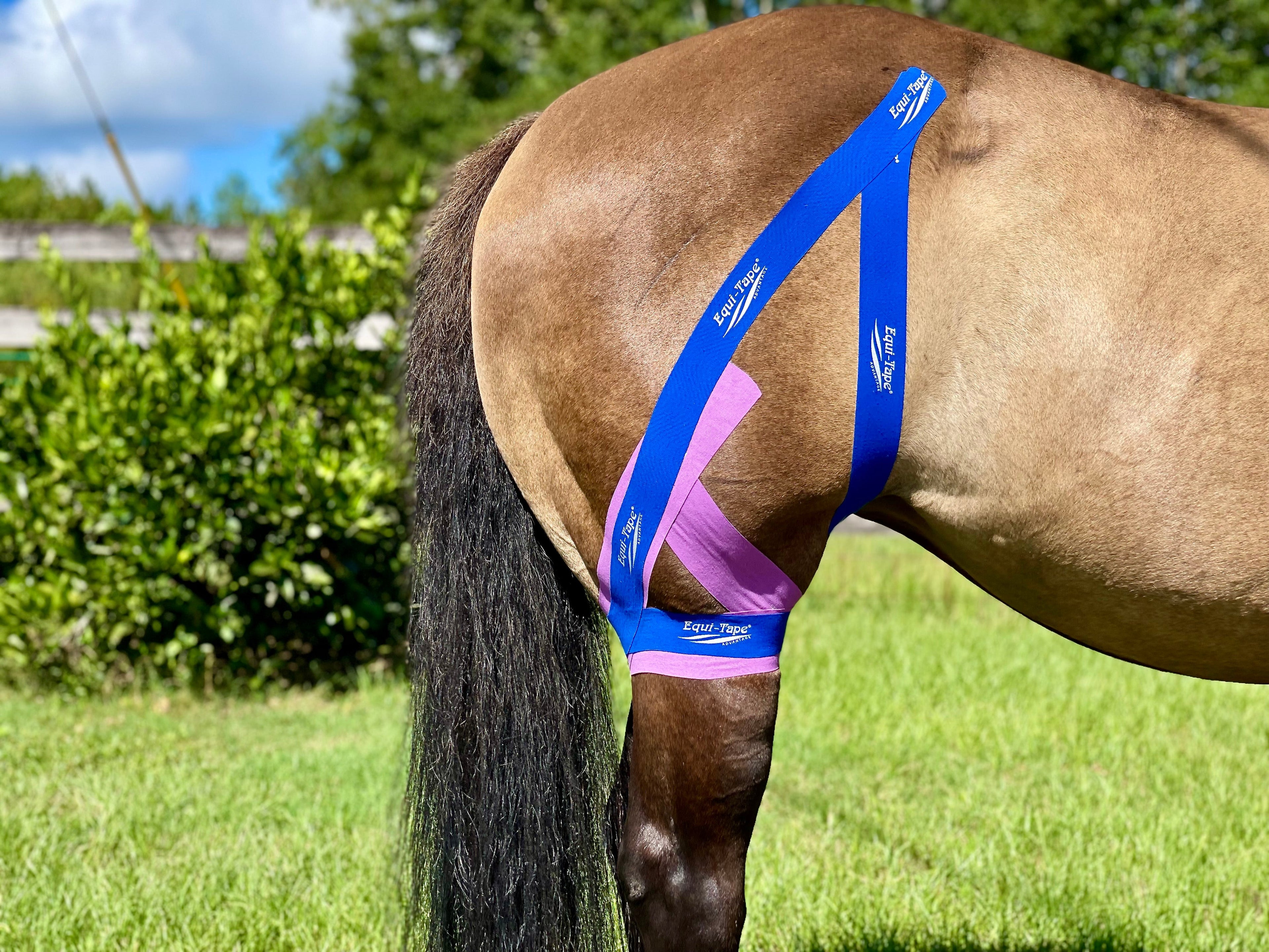 Equi-Tape® Fundamentals Course & Module Bundle