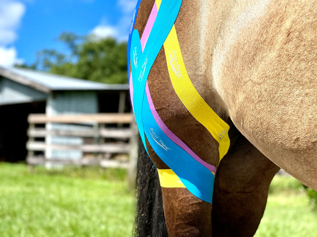 Equi-Tape® Advanced Education Package