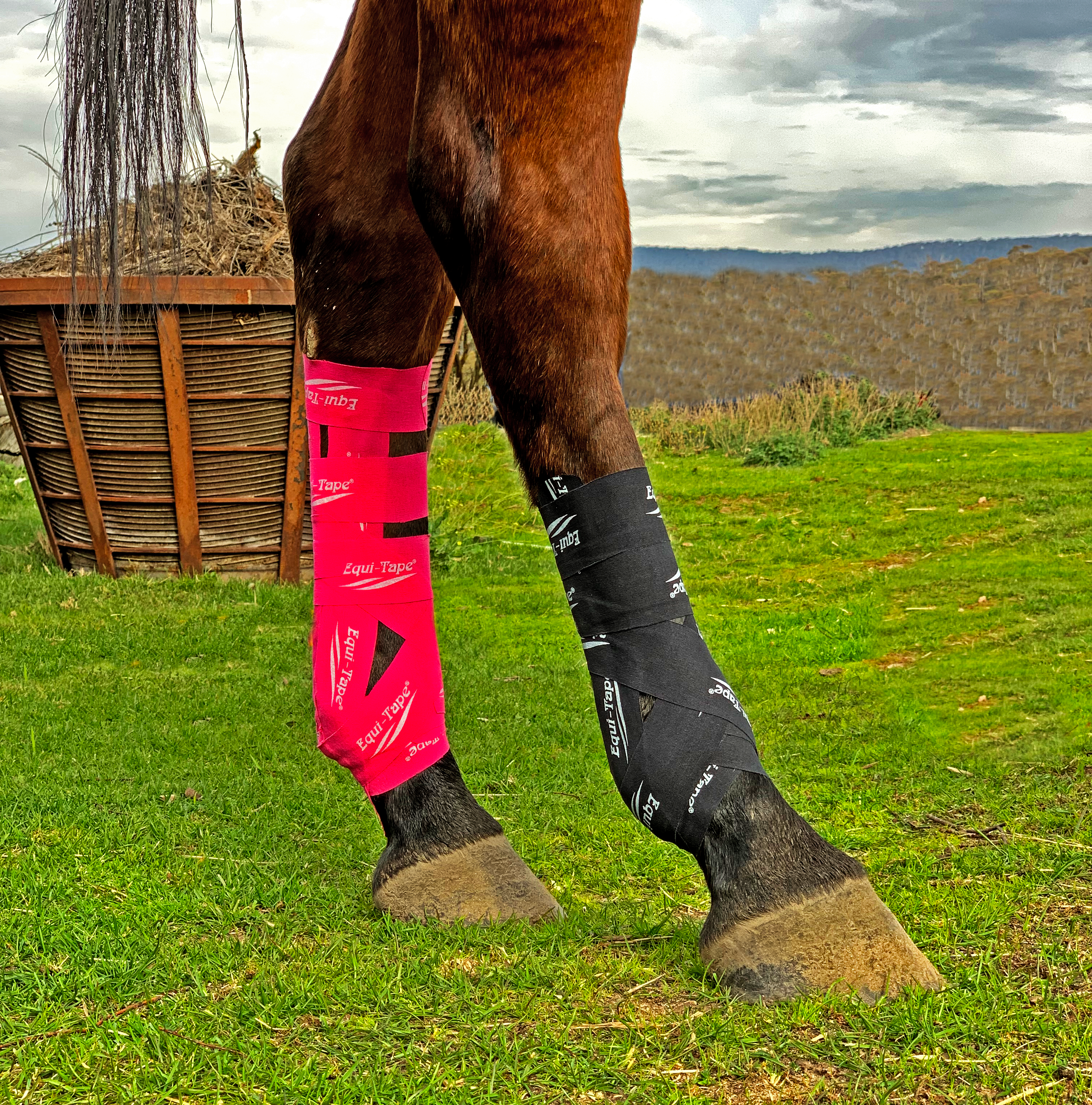 The Fundamentals of Equi-Taping® Online Course