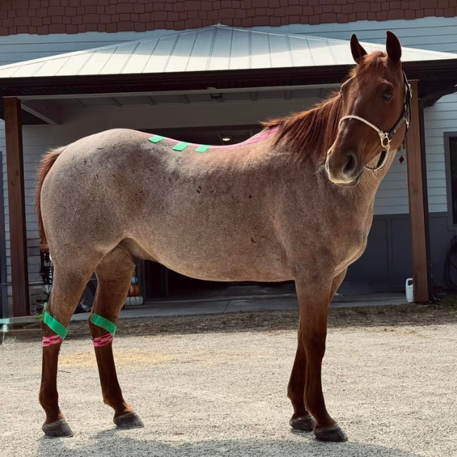 EQUINE|DEFENDER™ K Tape