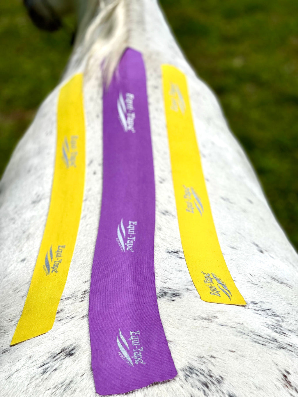 Equi-Taping® Beyond The Basics