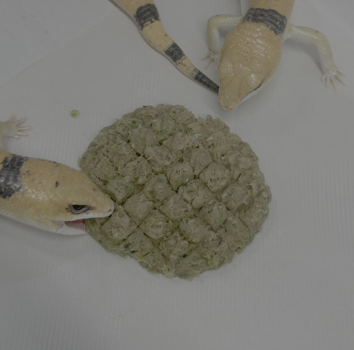 Raw, Freeze-Dried 25/25/50 Patties for Bearded Dragons and Blue Tongued Skinks