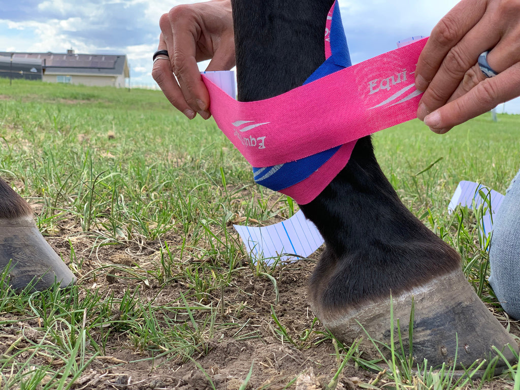 Equi-Taping® Basics Course