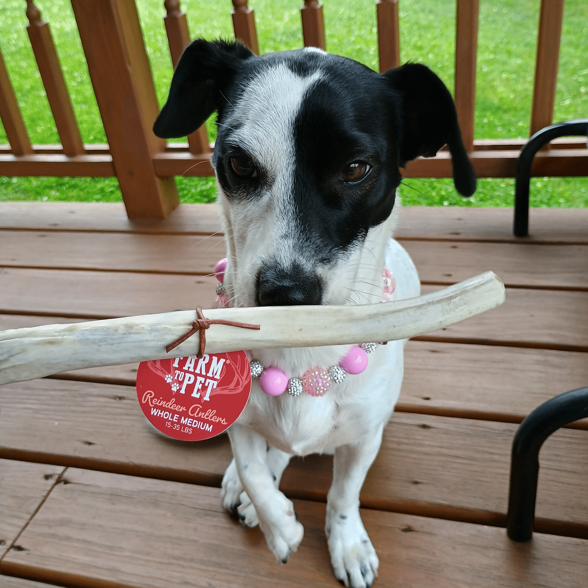 REINDEER ANTLERS FOR DOGS | ANTLER DOG CHEWS FOR AGGRESSIVE CHEWERS