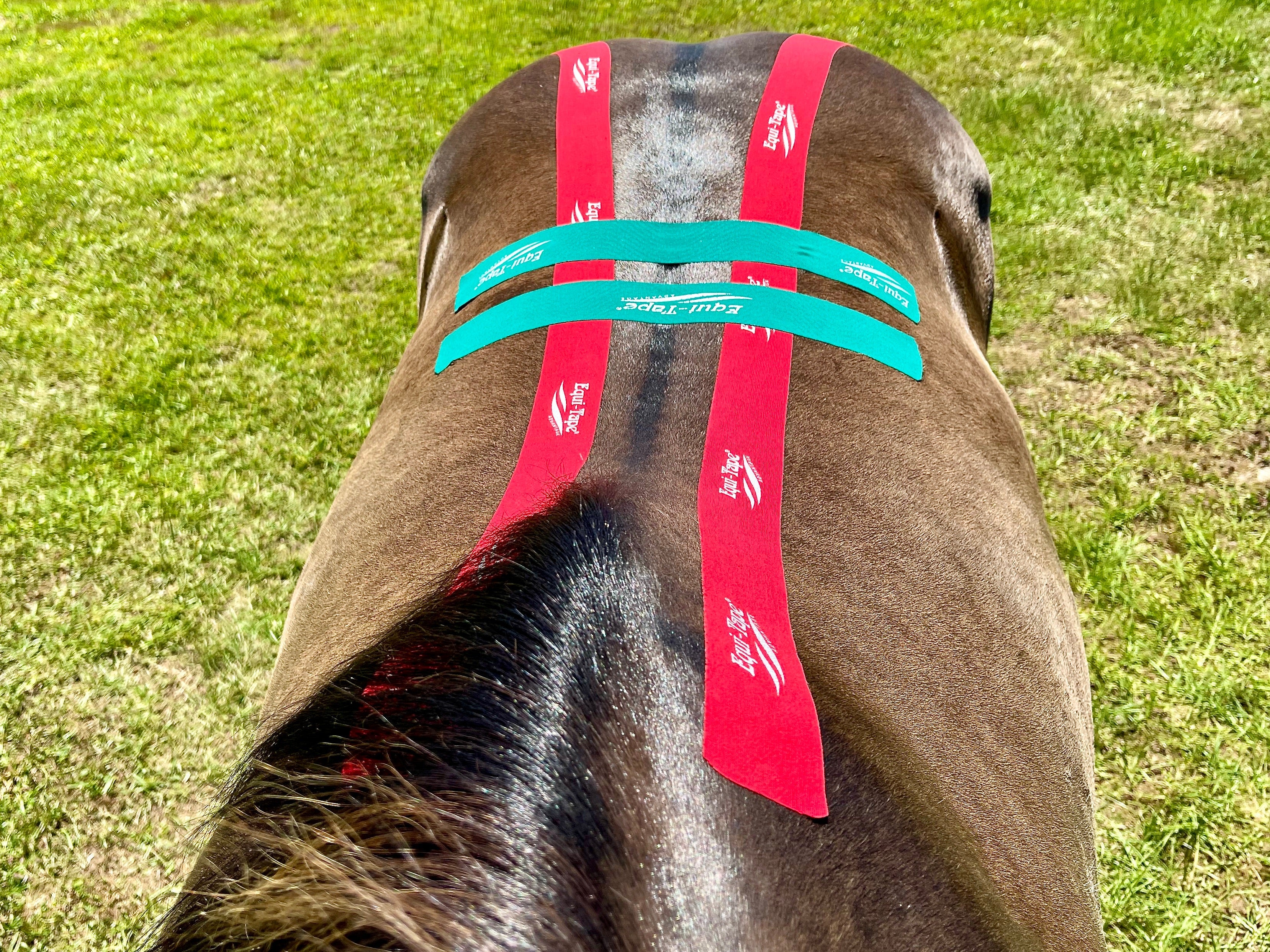 Equi-Tape® Fundamentals Course & Module Bundle