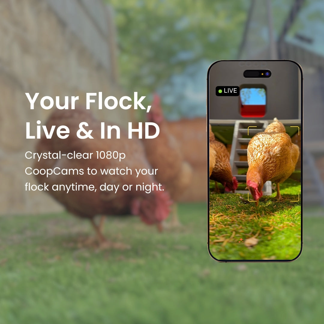 The Smart Coop + Steel Run (+ Free Chicks! 🐣 + Solar☀️)