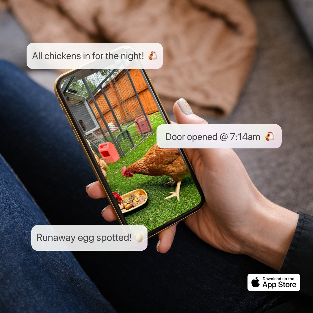 The Smart Coop + Base (+ Free Chicks! 🐣)