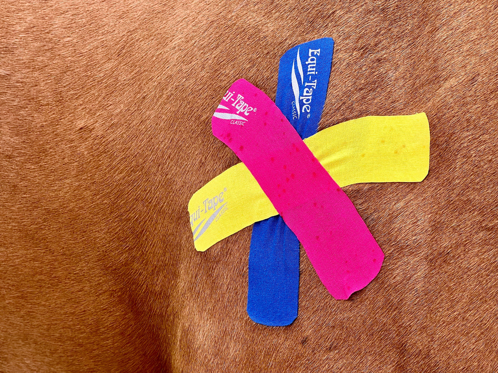 Equi-Tape® Fundamentals Course & Module Bundle