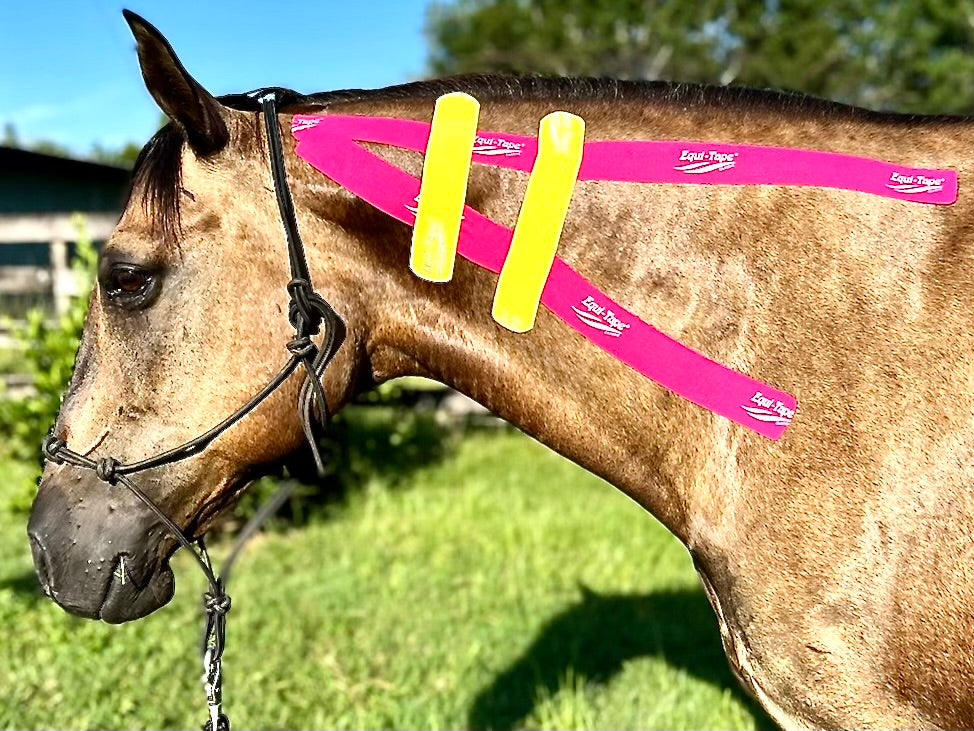 Non Pro Education Bundle