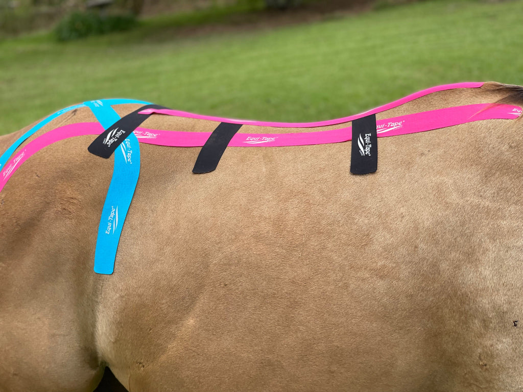 Non Pro Education Bundle