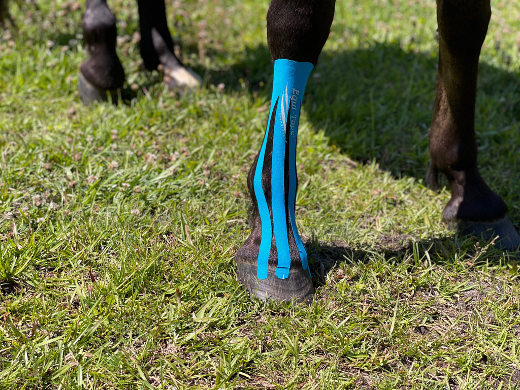 Non Pro Education Bundle