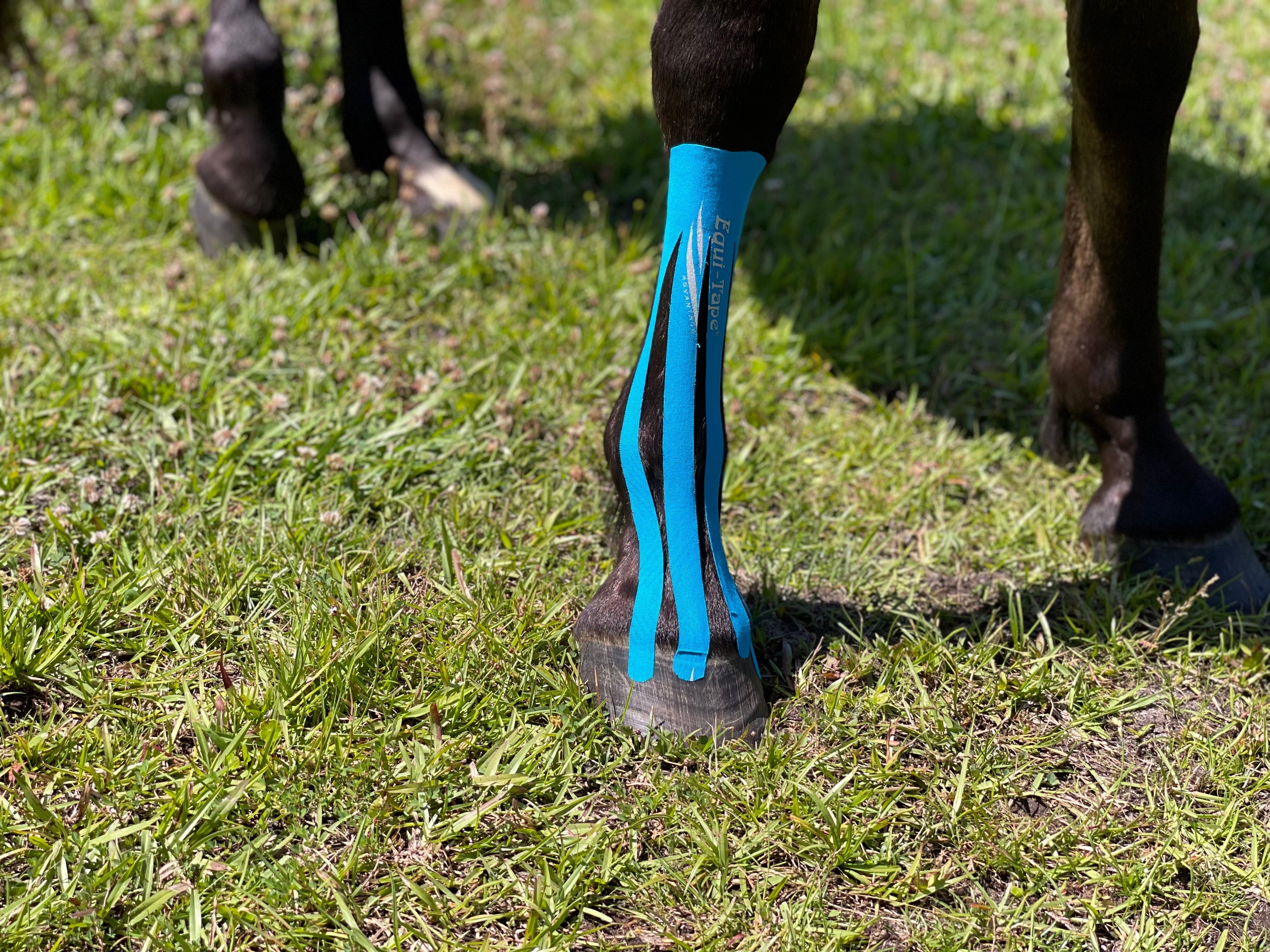 Non Pro Education Bundle