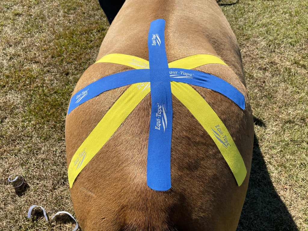 Non Pro Education Bundle