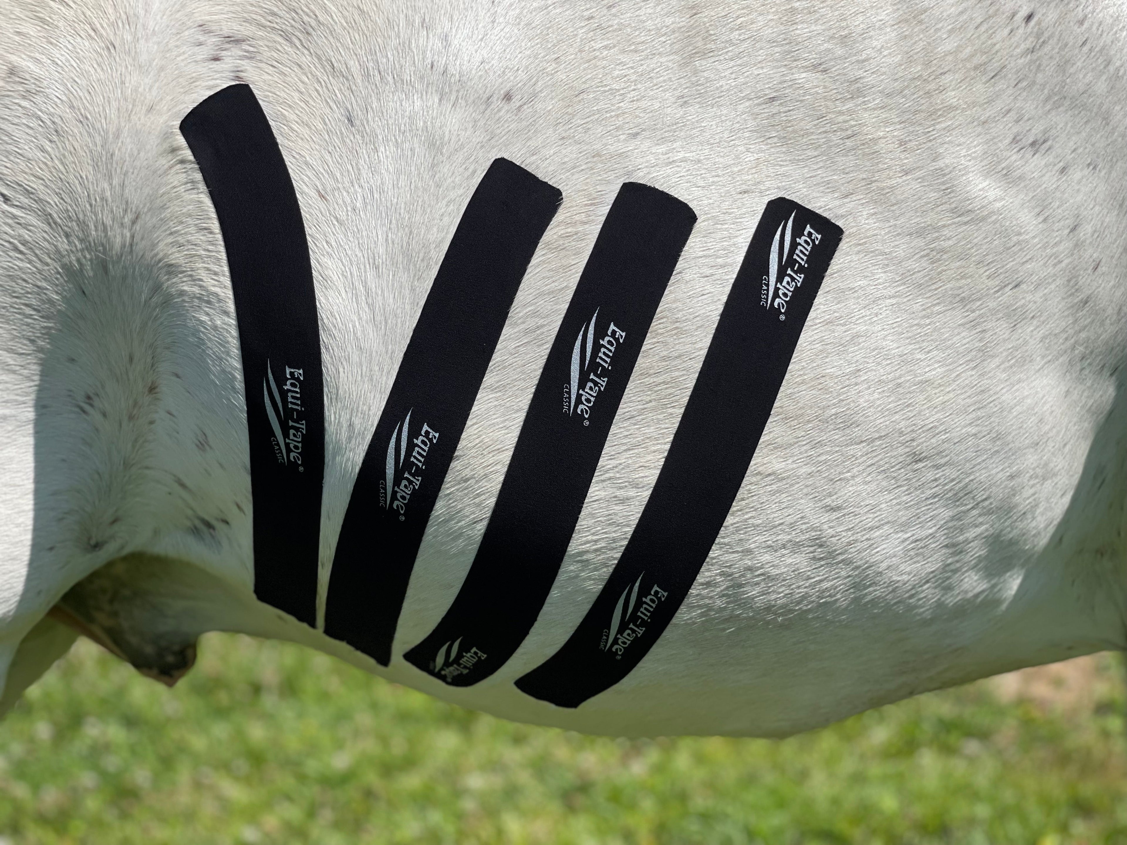 Non Pro Education Bundle