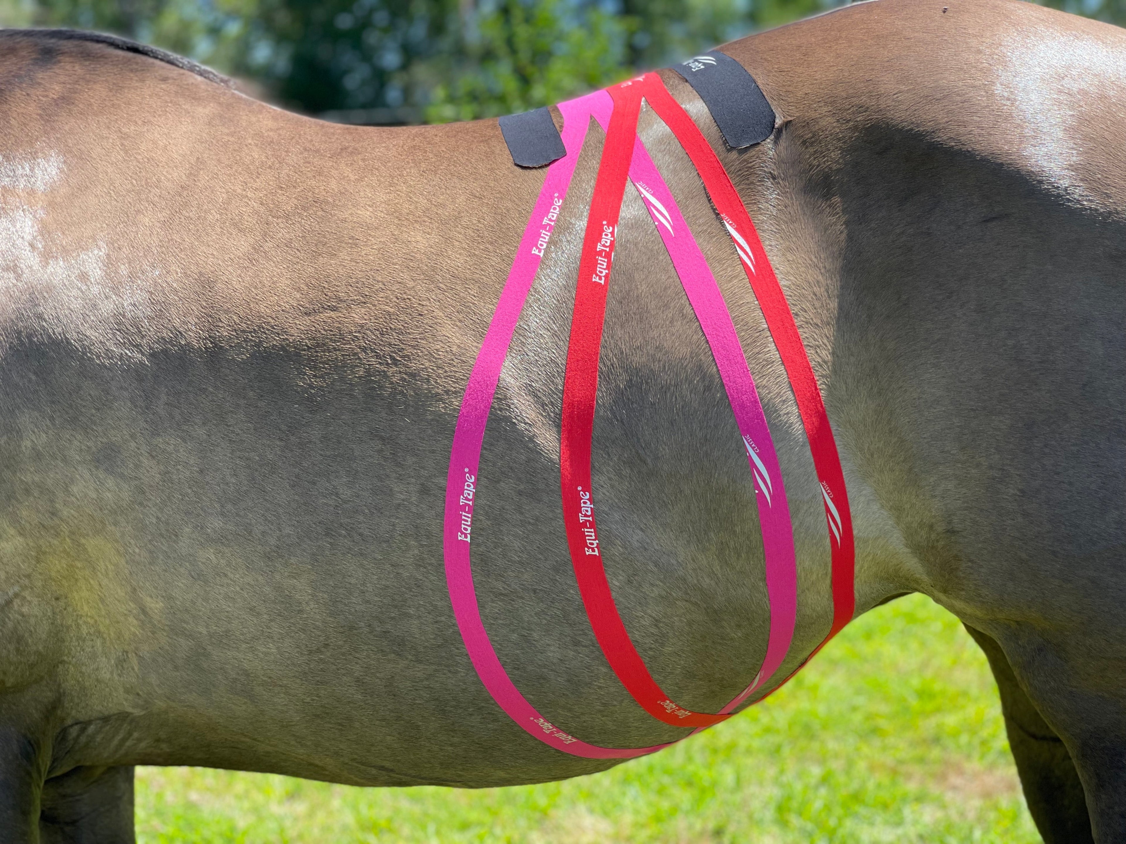 Non Pro Education Bundle