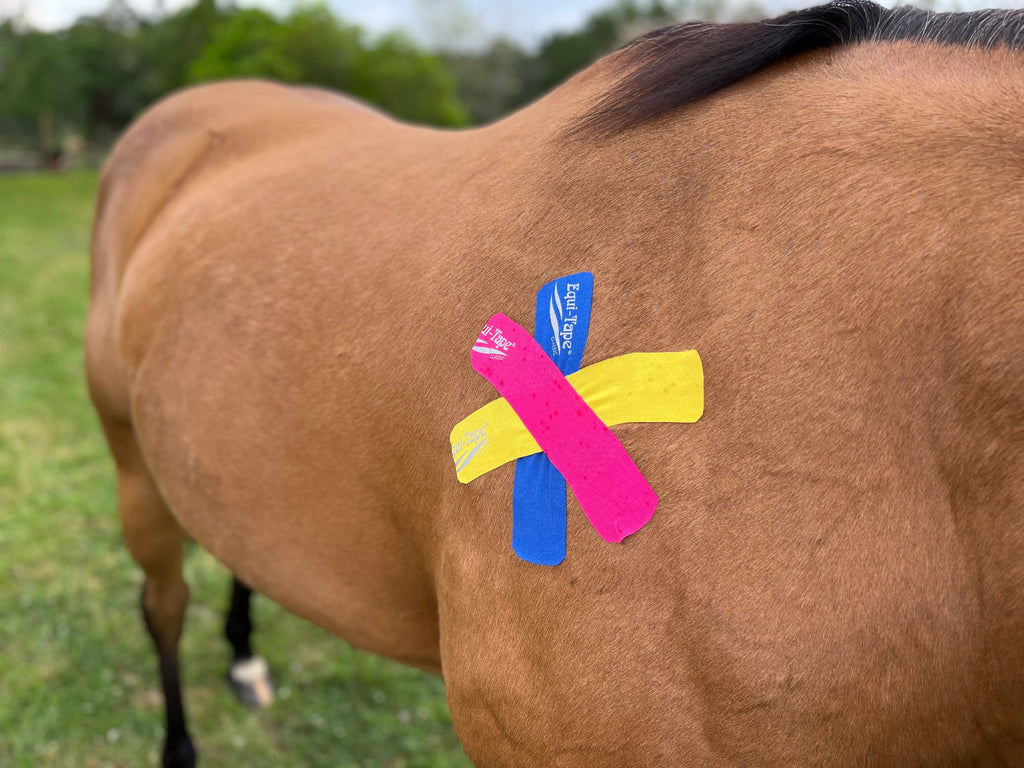 Non Pro Education Bundle