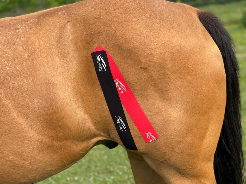 Non Pro Education Bundle