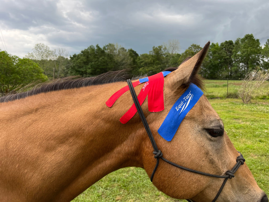 Non Pro Education Bundle