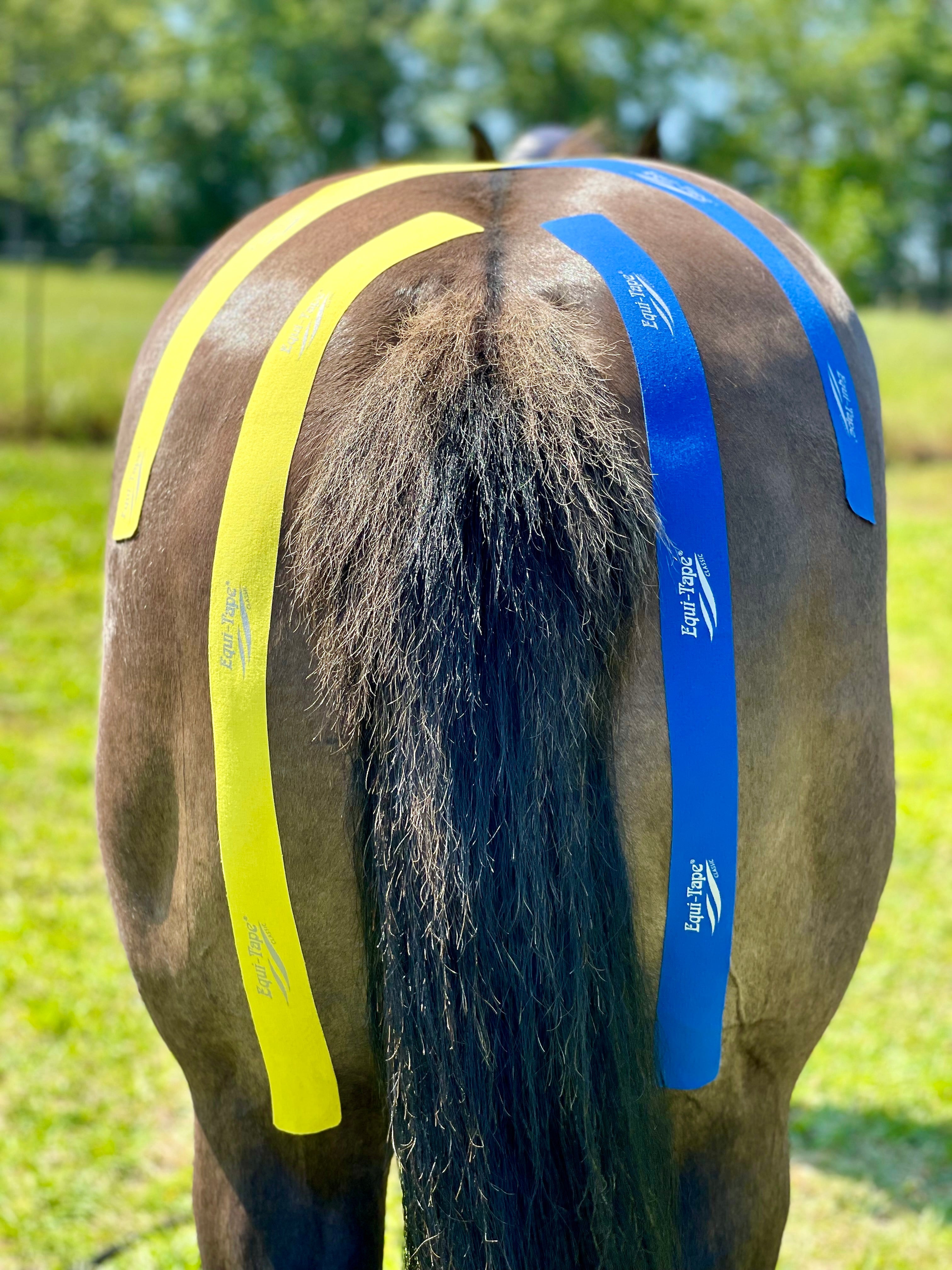 Non Pro Education Bundle